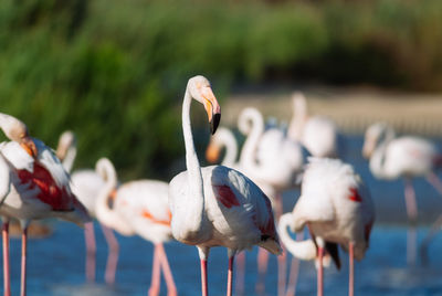 View of birds in lake