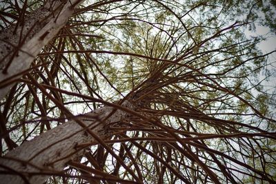 Low angle view of tree against sky