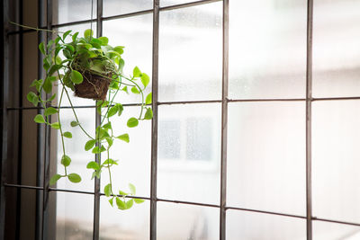 Close-up of potted plant against window