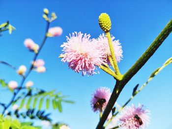 Close-up of pink flowering plant against clear sky