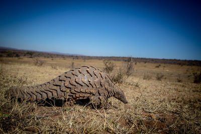 View of animal on field against clear blue sky