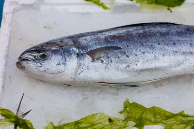 Close-up of fish for sale in market