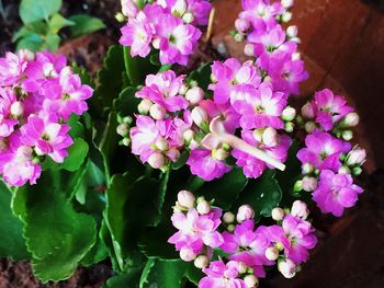 Close-up of purple flowers blooming outdoors