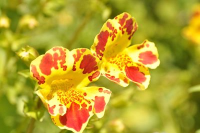 Close-up of red flower