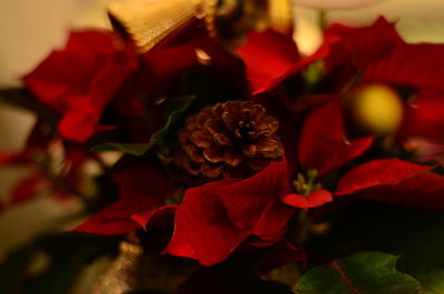 Close-up of red rose