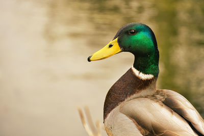 Close up of a male mallard duck with blurred background at a lake