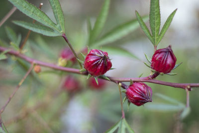 Close-up of red berries growing on tree