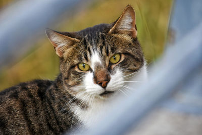 Close-up portrait of cat