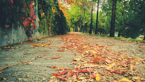 Autumn leaves on footpath in forest