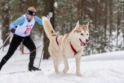 Two dogs on snow covered land