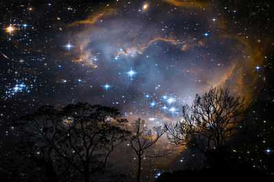 Low angle view of trees against sky at night