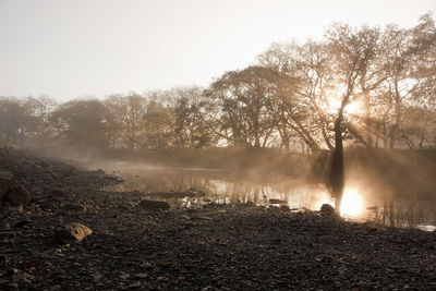 Morning light shines through a tree in north wales