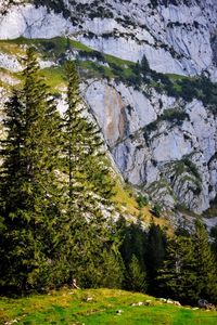 Scenic view of pine trees in forest in the alps