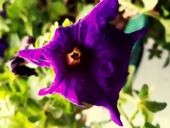 Close-up of purple flower