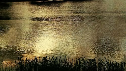 Reflection of grass in lake