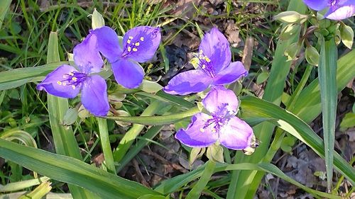 Close-up of purple flowers
