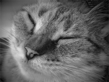Close-up of cat