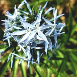 Close-up of white flowers