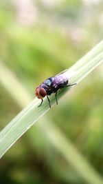 Close-up of insect on plant