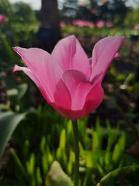 Close-up of pink crocus flower