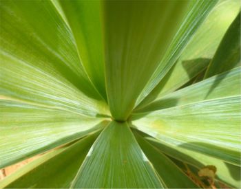 Close-up of plant