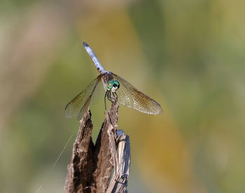 Close-up of dragonfly perching on twig