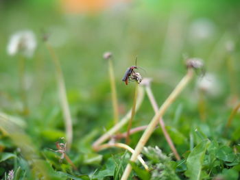 Close-up of insect on plant