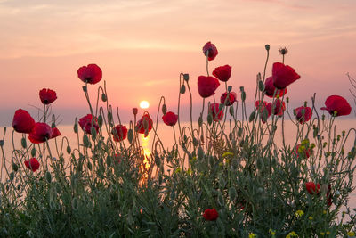 Close-up of red poppy flowers in field against sky