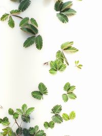 High angle view of leaves against white background