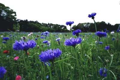Close-up of purple flowers blooming in field