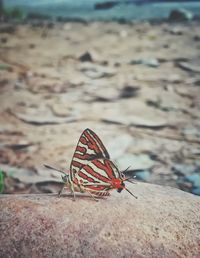 Close-up of butterfly perching on leaf