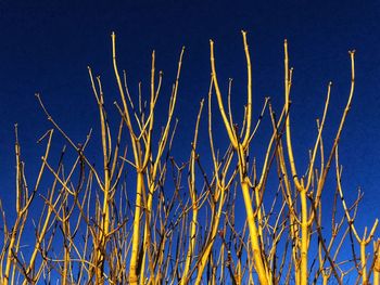 Low angle view of dry plants against blue sky