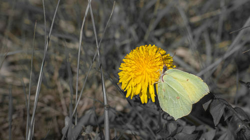 Close-up of yellow flowering plant on field