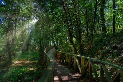 Footbridge amidst trees in forest