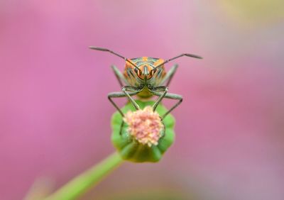 Close-up of insect on flower against blurred background