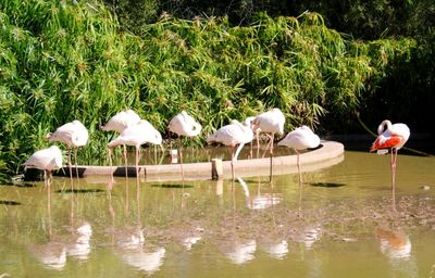 Birds in lake