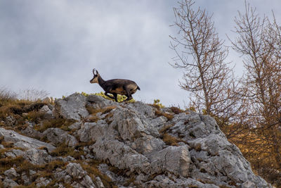 Low angle view of an animal on rock