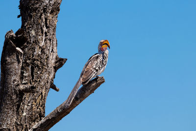 South african yellow-beaked hornbill on barren tree kruger park