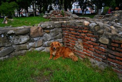 Dog on stone wall