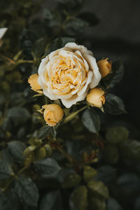 High angle view of rose bouquet