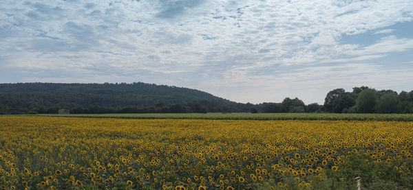 Scenic view of field against sky