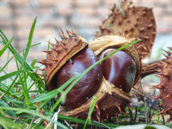 Nice fresh chestnut found in grass, symbol of beginning autumn.