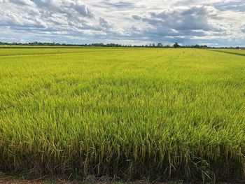 Scenic view of agricultural field against sky