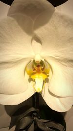 Close-up of lamp against wall