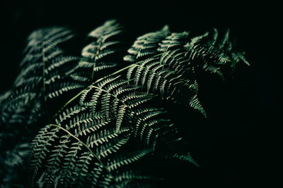 Close-up of fern leaves against black background