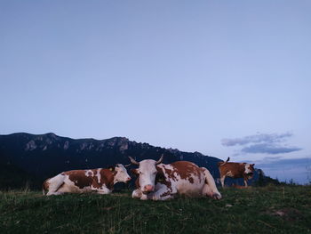 Cows on field against sky