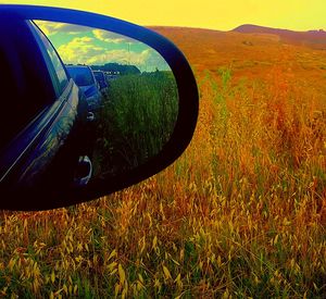 Car on grassy field