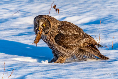 Close-up of owl eating during winter