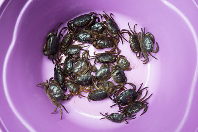 Close-up of crabs in purple plate