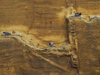 Low angle view of birds on wall